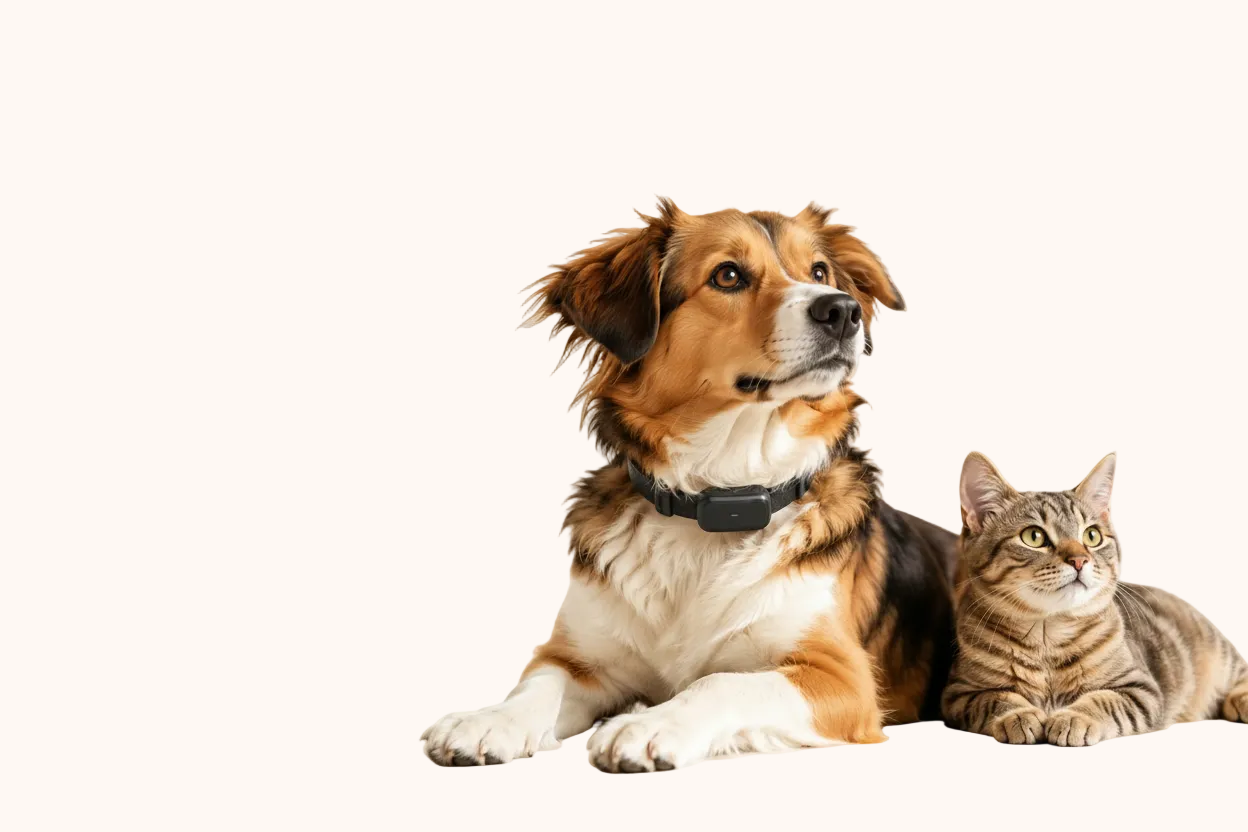 Cane con collare GPS accanto a un gatto su sfondo chiaro