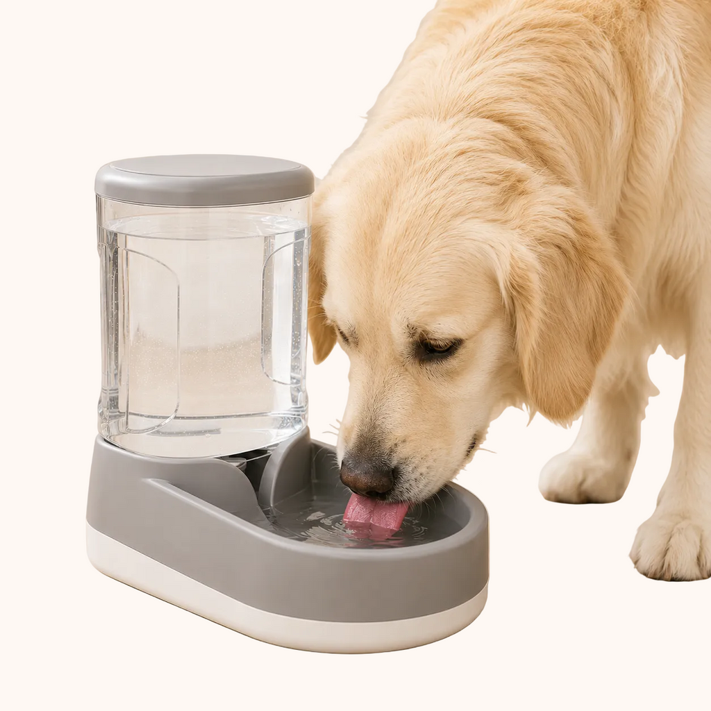 Golden Retriever mentre beve da un distributore d'acqua automatico grigio con serbatoio trasparente