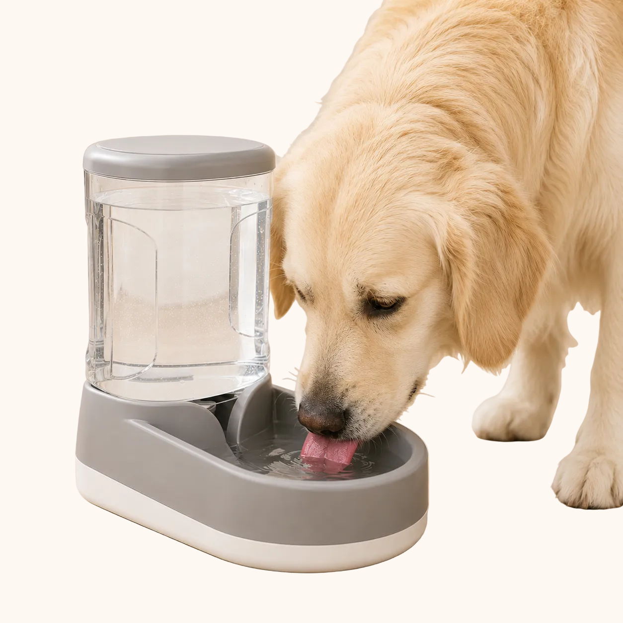 Golden Retriever mentre beve da un distributore d'acqua automatico grigio con serbatoio trasparente