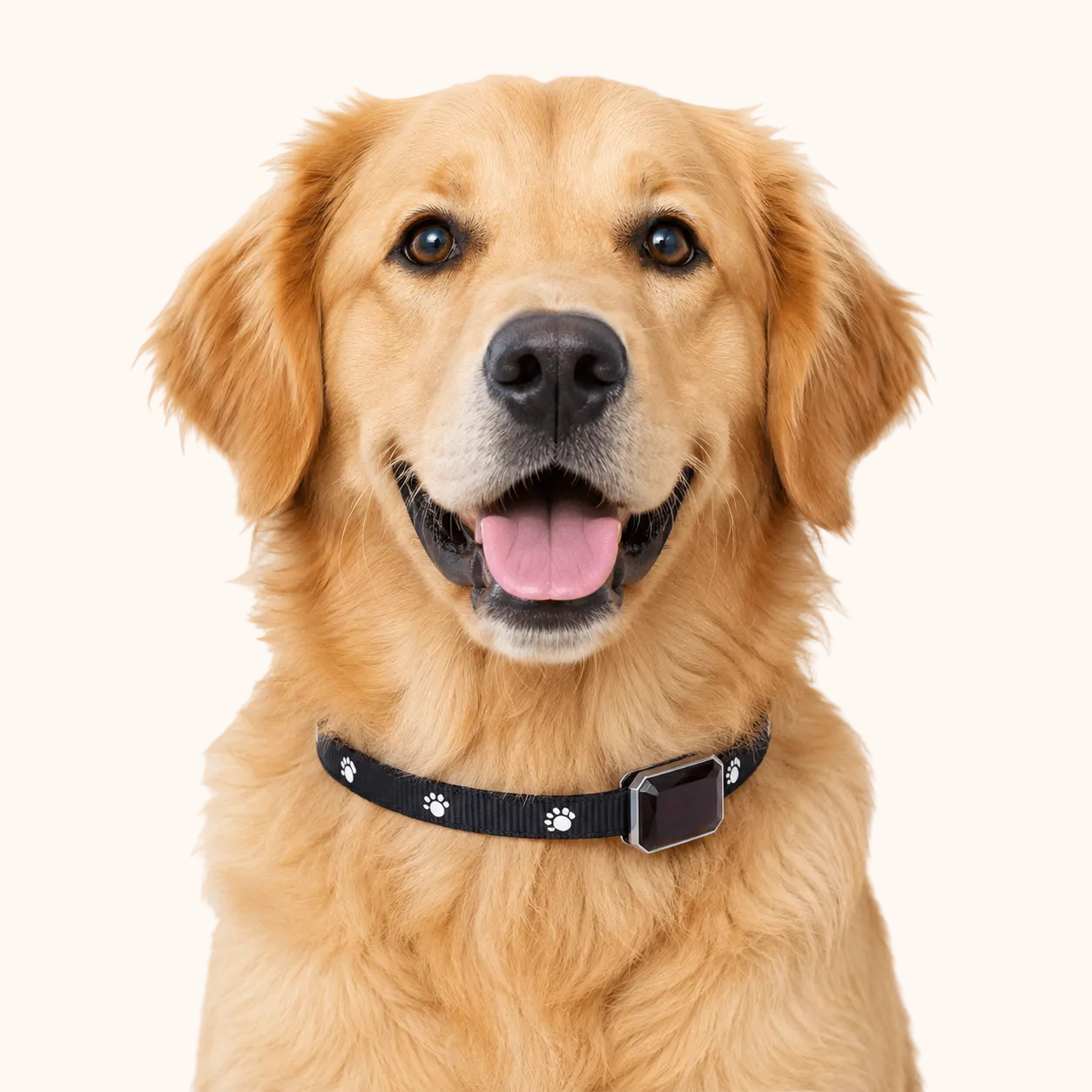 Cane golden retriever con collare GPS ZampyTrack nero per prevenire lo smarrimento