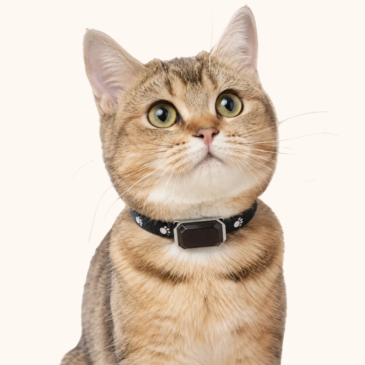 Gatto con collare GPS ZampyTrack nero per controllare la posizione tramite smartphone